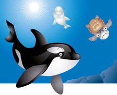 Killer whale 3