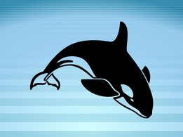 Killer Whale