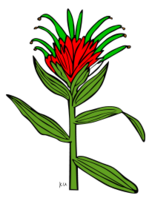 KU Castilleja Miniata