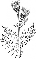 Nature - Ku Cirsium Arvense Outline clip art 