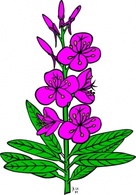 Ku Epilobium Angustifolium clip art