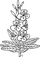 Ku Epilobium Angustifolium Outline clip art Preview