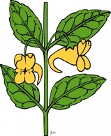 Nature - Ku Impatiens Aurella clip art 