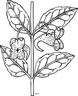 Ku Impatiens Capensis Outline clip art