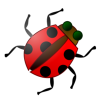 Ladybug