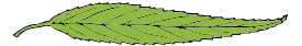 Lanceolate Leaf