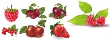 Food - Large red berries, strawberry vector 