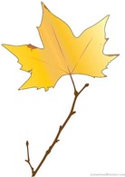 Nature - Leaf 6 