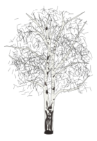 Leafless Birch