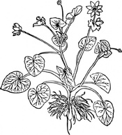 Lesser Celandine clip art