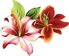 Nature - Lili Flower vector 8 