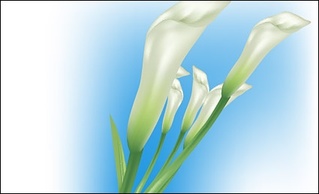 Lilies Vector