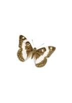 Limenitis trivena