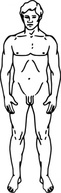 Line Drawing Of A Human Male clip art