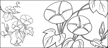 Flowers & Trees - Line drawing of flowers -9 