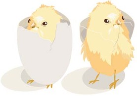 Animals - Little Chicken vector 14 