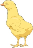 Animals - Little Chicken vector 3 