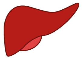 Liver 