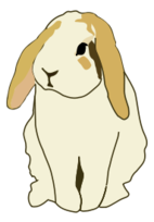 Animals - Lop eared rabbit 