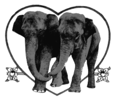 Lover Elephants