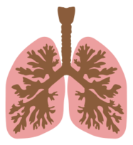 Lungs and bronchus