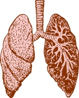 Lungs clip art Preview