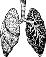 Human - Lungs clip art 