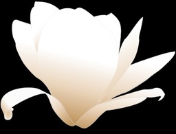 Magnolia-white clip art