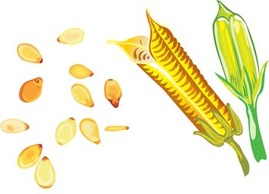 Maize