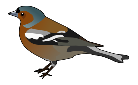 Animals - Male Chaffinch 