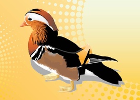 Animals - Mandarin Duck Vector 