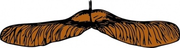 Maple Seed clip art