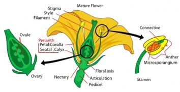 Flowers & Trees - Mature Flower Diagram clip art 