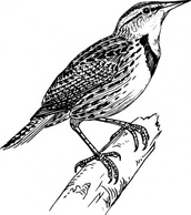 Meadow Lark clip art