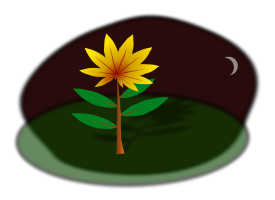 Midnight Flower