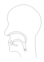 midsagittal M - voiced bilabial nasal Preview