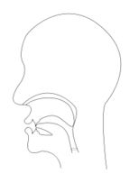 midsagittal THETA - voiceless interdental fricative