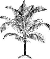 Miniature Coconut Palm clip art