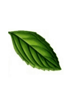 Mint Leaf Preview