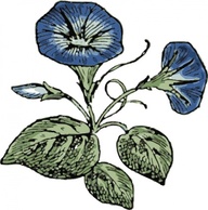 Morning Glory clip art Preview