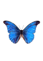 Animals - Morpho rhetenor 