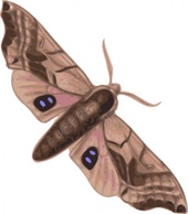 Animals - Moth clip art 