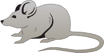 Animals - Mouse Vector 13 