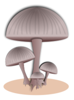 Food - Mushroom 