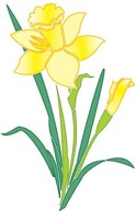 Nature - Narcis Flower 1 