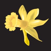 Flowers & Trees - Narcis Flower 11 