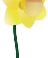 Nature - Narcis Flower 2 