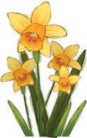 Flowers & Trees - Narcis Flower 5 