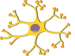 Neuron Interneuron clip art Preview