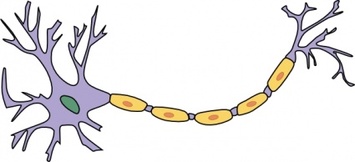 Neuron With Axon clip art Preview